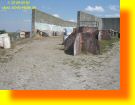 Paintball_1_12.JPG