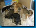 welpen01.jpg