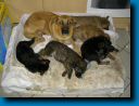 welpen05.jpg
