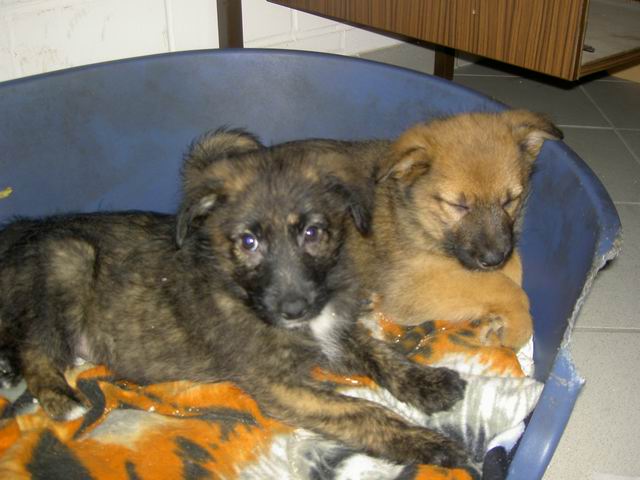 welpen16.jpg