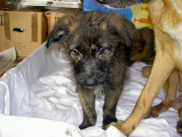 welpen19.jpg