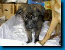 welpen19.jpg