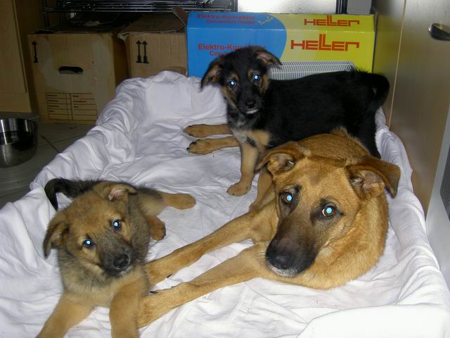 welpen27.jpg